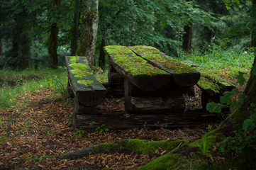  closeup of wooden picnic table covered by the moss in the forest