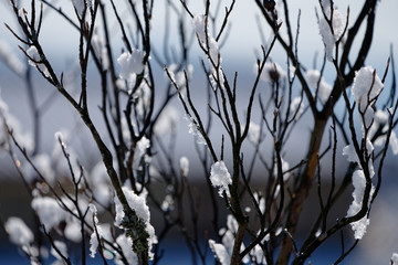 snow pile on camellia branch
