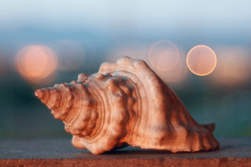 Conchiglia al tramonto