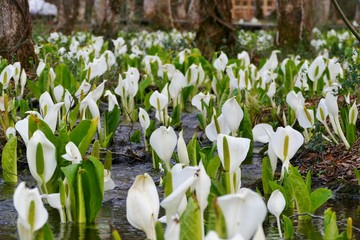 《刺巻のミズバショウ》秋田県仙北市