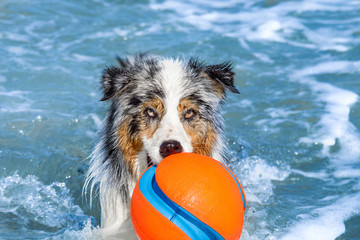 Portrait von einem nassen Hund mit einem Spielzeug im Maul, der im Meer steht - 284282653