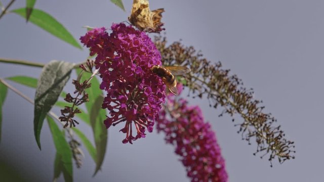 Butterfly and bee on pink buddleja flower collecting nectar, 240fps