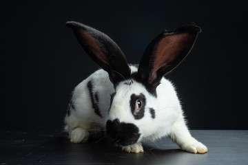 coniglio gigante pezzato papillon