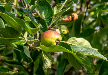 Pommes en attente de maturité sur l'arbre
