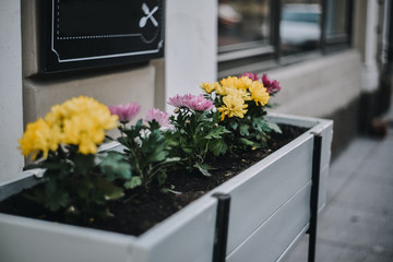 Beautiful flowers in the outdoor planters.