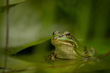 A green frog sitting half submerged in a water surrounded by green background created by green leaves.