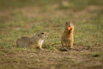 Naklejka na ściany i meble Ground squirrel in their natural environment. Wildlife shot of a very curious animals.