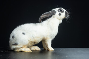 coniglio gigante pezzato papillon