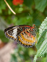 A Diadem Butterfly, Hypolimnas misippus on a leaf in a Butterfly House at St Andrews Botanic Hardens in Fife, Scotland.