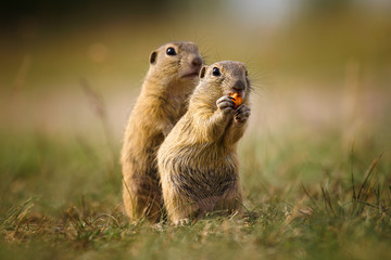 Ground squirrel in their natural environment. Wildlife shot of a very curious animals.