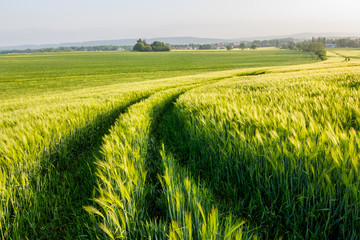 Tracks leading away through green field. Pure natural beauty, fresh green tones, spring time.