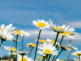 Fototapeta na wymiar lots of white daisy flowers in green meadow in summer, close up