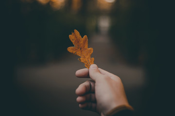 Autumn orange leaf in hand.