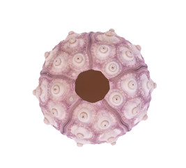 Sea urchin shell isolated on a white background with clipping path