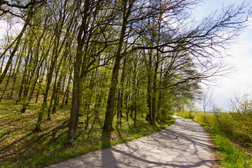 Early spring in countryside. Asphalt road leading below trees. Only a few green leaves, first ones in the spring.