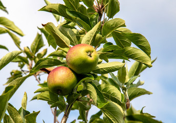 Pommes en attente de maturité sur l'arbre