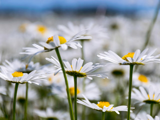 lots of white daisy flowers in green meadow in summer, close up