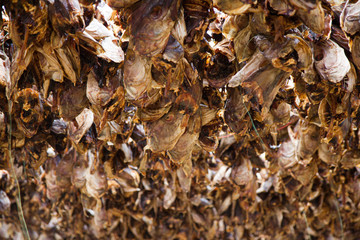 Drying headless fish, nordic speciality. Very tasty and yet very smelly.