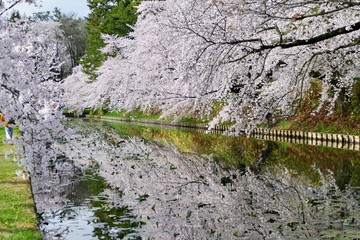 《弘前公園の桜》青森県弘前市