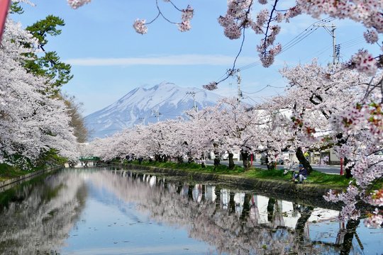 《弘前公園の桜》青森県弘前市