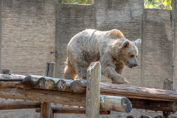Syrian brown bear walks on a deck of logs. Summer day at the zoo. 