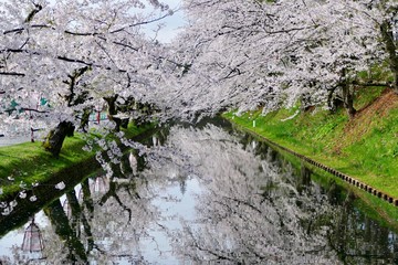 《弘前公園の桜》青森県弘前市