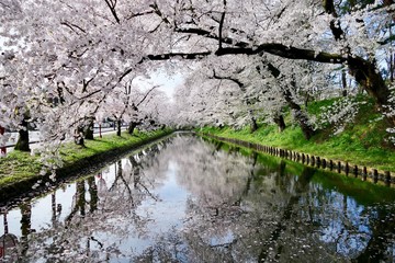 《弘前公園の桜》青森県弘前市