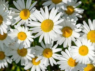  Very lovely blossom white daisy flowers background. 