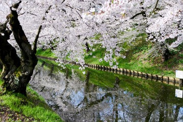 《弘前公園の桜》青森県弘前市