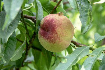 Pomme et punaise sur l'arbre