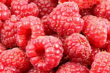 Raspberries red in bulk close-up of a many of berries. Full depth of field.