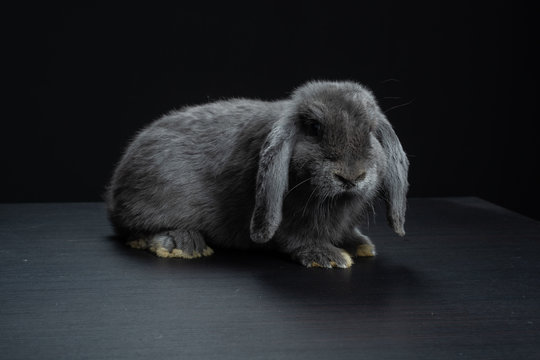 Coniglio ariete nano blu di Vienna