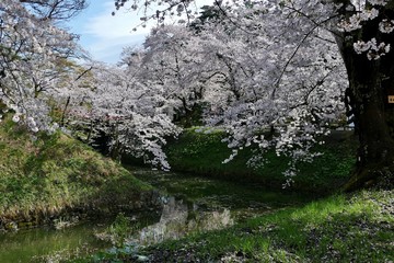《弘前公園の桜》青森県弘前市