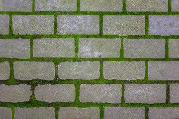 gray brick stone wall with green moss between. rough surface texture