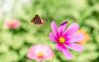 Flower cosmos bloom beautifully to the morning light and  flying butterfly.