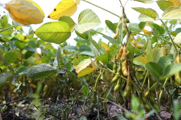 Obraz premium Soybean pods on soybean plantation, on blue sky background, close up. Soy plant. Soy pods. Soybean field