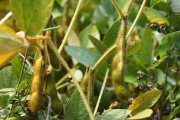 Soybean pods on soybean plantation, on blue sky background, close up. Soy plant. Soy pods. Soybean field