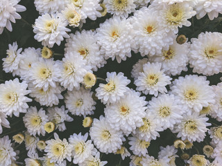 A bouquet of beautiful chrysanthemum flowers outdoors. Chrysanthemums in the garden.