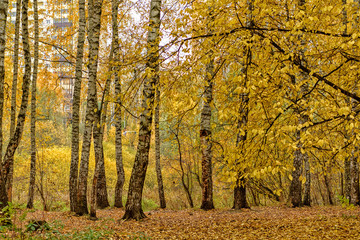 Autumn in forest  yellow leaf birch