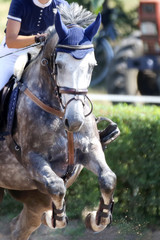 Show jumper horse and rider performing jump at show jumping training. Selective focus