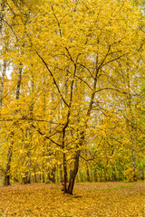 Autumn in forest  yellow leaf birch