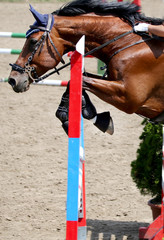 Show jumper horse and rider performing jump at show jumping training. Selective focus