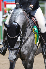 Obraz premium Show jumper horse and rider performing celebration after winning