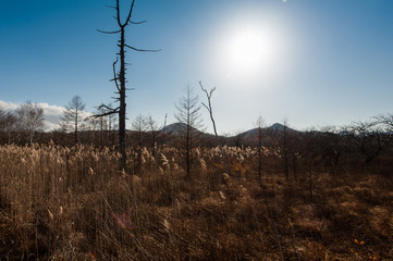 Autumn at Senjogahara plateau in Nikko national park, Nikko Tochigi, Japan.