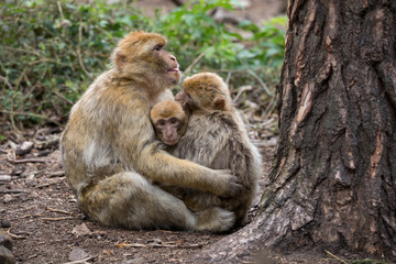 Naklejka na ściany i meble Barbary macaque (Macaca sylvanus) family with young