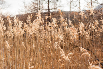 Fototapeta premium Autumn at Senjogahara plateau in Nikko national park, Nikko Tochigi, Japan