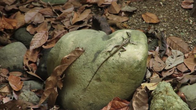Lizard on rock in forest