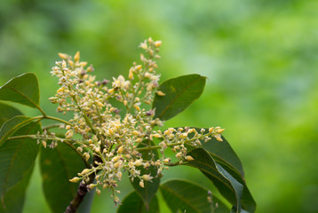 Rubber flowers (Hevea brasiliensis) and green leaves in garden.