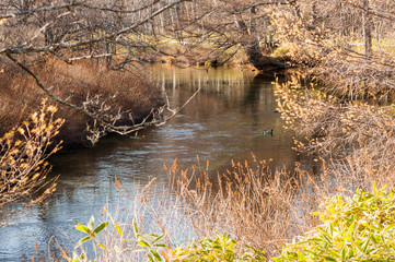 Autumn Colors and Ryuzu waterfall in Nikko national park, Nikko Tochigi, Japan （Senjogahara plateau）
