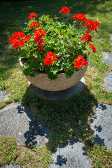Géranium en pot dans un jardin